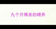 九个月博美的喂养