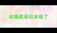 幼猫疫苗后发烧了