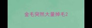 金毛突然大量掉毛