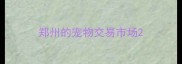 郑州的宠物交易市场