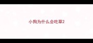 小狗为什么会吃草