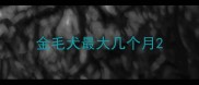 金毛犬最大几个月