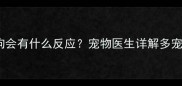 猫咪接种疫苗后狗狗会有什么反应宠物医生详解多宠家庭疫苗注意事项