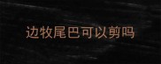边牧尾巴可以剪吗