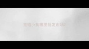 宠物小狗哪里批发市场