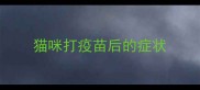 猫咪打疫苗后的症状