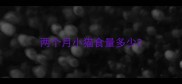 两个月小猫食量多少