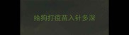 给狗打疫苗入针多深