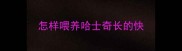 怎样喂养哈士奇长的快