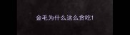 金毛为什么这么贪吃