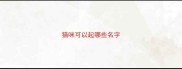 猫咪可以起哪些名字