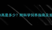 五个半月金毛幼犬的标准身高是多少附科学饲养指南及发育评估方法附对比图