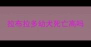 拉布拉多幼犬死亡高吗