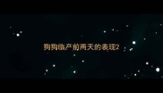 狗狗临产前两天的表现