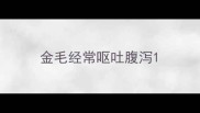 金毛经常呕吐腹泻