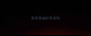 茶杯泰迪好养活吗