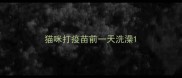 猫咪打疫苗前一天洗澡