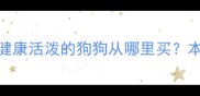 贵阳宠物狗购买指南健康活泼的狗狗从哪里买本地人推荐5大靠谱渠道