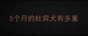5个月的杜宾犬有多重