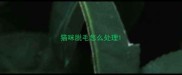 猫咪脱毛怎么处理