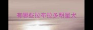 有哪些拉布拉多明星犬
