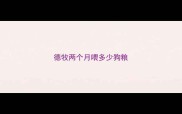德牧两个月喂多少狗粮