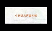 小狗听见声音叫唤