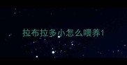 拉布拉多小怎么喂养
