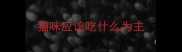 猫咪应该吃什么为主
