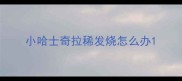 小哈士奇拉稀发烧怎么办