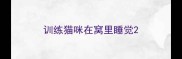 训练猫咪在窝里睡觉