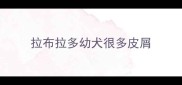 拉布拉多幼犬很多皮屑