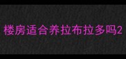 楼房适合养拉布拉多吗