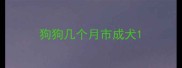 狗狗几个月市成犬