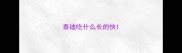 泰迪吃什么长的快