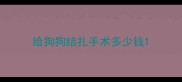 给狗狗结扎手术多少钱