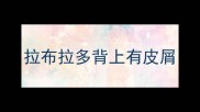 拉布拉多背上有皮屑