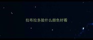 拉布拉多脸什么颜色好看