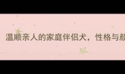 欧洲血统拉布拉多温顺亲人的家庭伴侣犬性格与颜值兼具的宠物选择