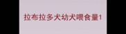 拉布拉多犬幼犬喂食量