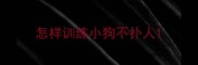 怎样训练小狗不扑人
