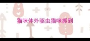 猫咪体外驱虫猫咪抓到