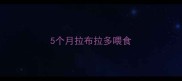 5个月拉布拉多喂食