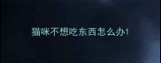 猫咪不想吃东西怎么办