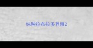 纯种拉布拉多养殖