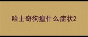 哈士奇狗瘟什么症状