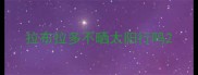 拉布拉多不晒太阳行吗