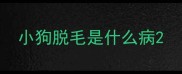 小狗脱毛是什么病