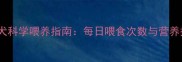 边牧幼犬科学喂养指南每日喂食次数与营养搭配全