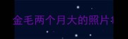 金毛两个月大的照片